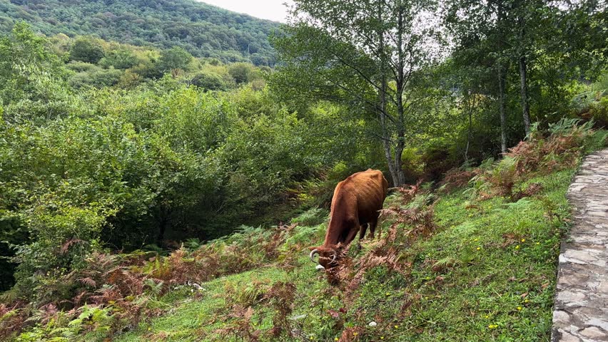 A serene view of a brown cow peacefully grazing on a lush green and fern-covered hillside, surrounded by dense forest in Okatse Canyon, Georgia. The natural landscape is vibrant and tranquil.