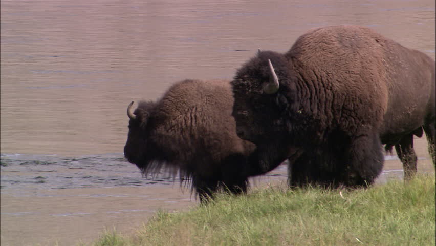 Two buffalo stand beside a river