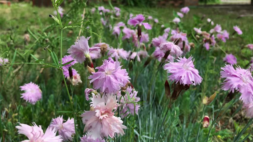 Soft Breezy Pink Dianthus Plumarius Flowers Moving Gently