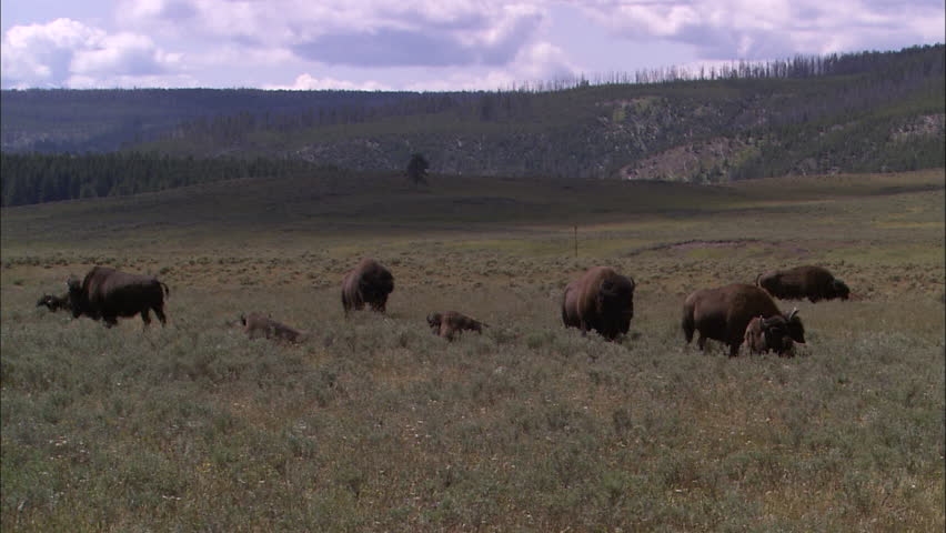 A herd of buffalo grazes in a meadow