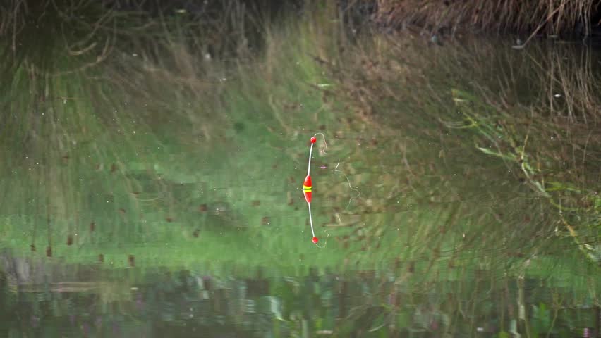 Fishing bobber floats on the water, indicating a bite as it moves with the reflection of reeds