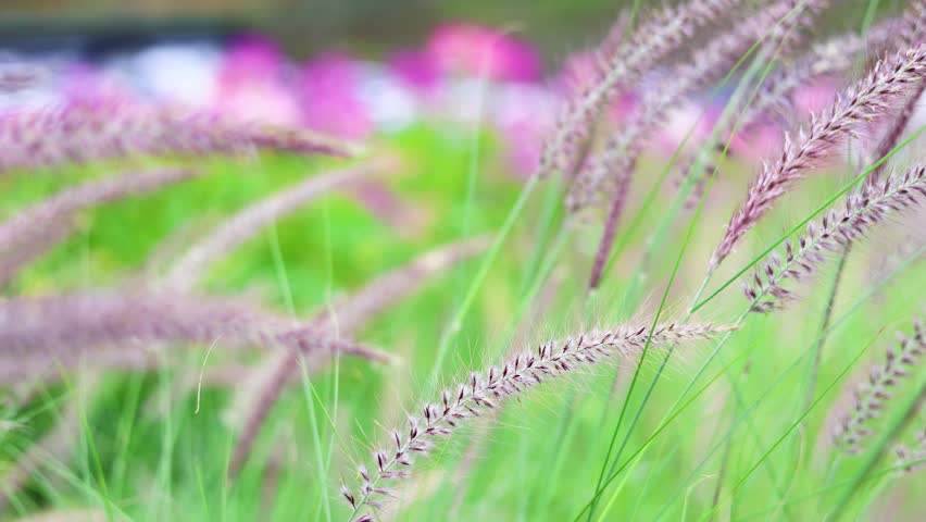 A close-up of tall, wispy, purplish-brown ornamental grass plumes ,Fountain Grass swaying gently against a soft-focus background of bright green and pink.