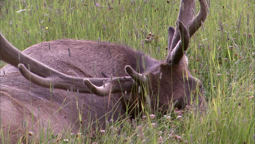 Still shot of male elk laying in the grass eating