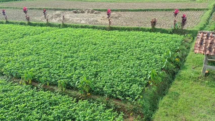 hut in the middle of agricultural land in Indonesia
