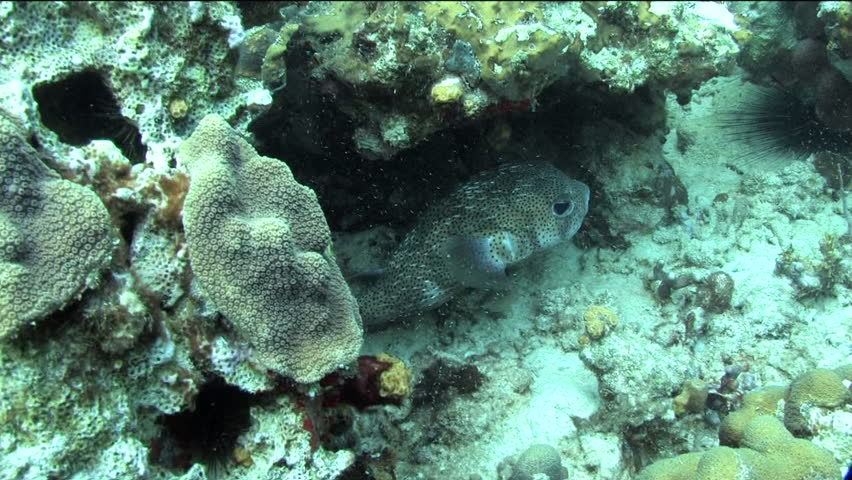 A puffer fish sits on the ocean floor