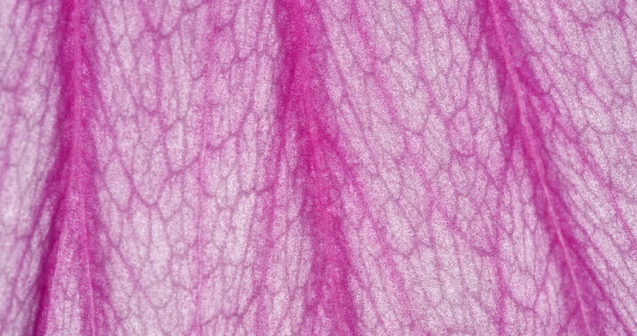 Cell Structure View of Hibiscus Moscheutos Petals Surface Showing Plant Cells for Education. Pink Flower in Macro Shot Background
