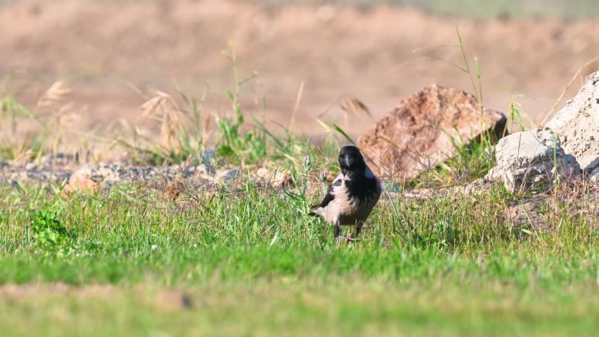 In the field, a hooded crow (Corvus cornix) searching for food and surveying its surroundings on bright green grass.