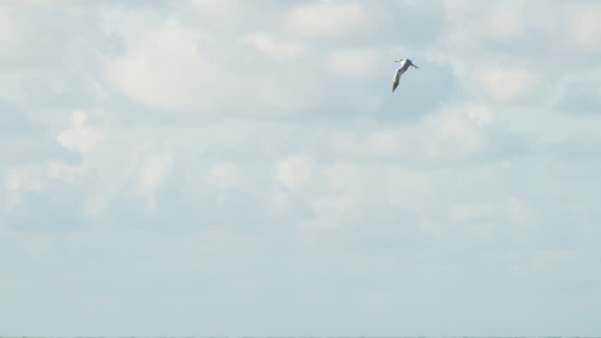 Royal Tern Flying in Cloudy Blue Sky