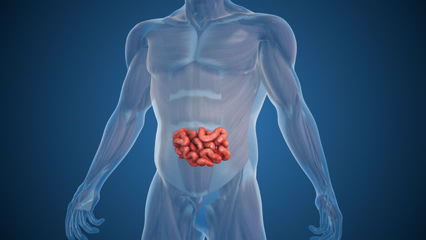 Internal Body Organ Showing Human Small Intestine