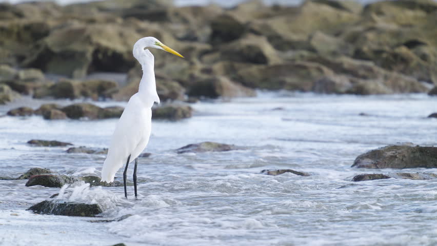 Great Egret Heron Standing on Rocky Beach with Water
