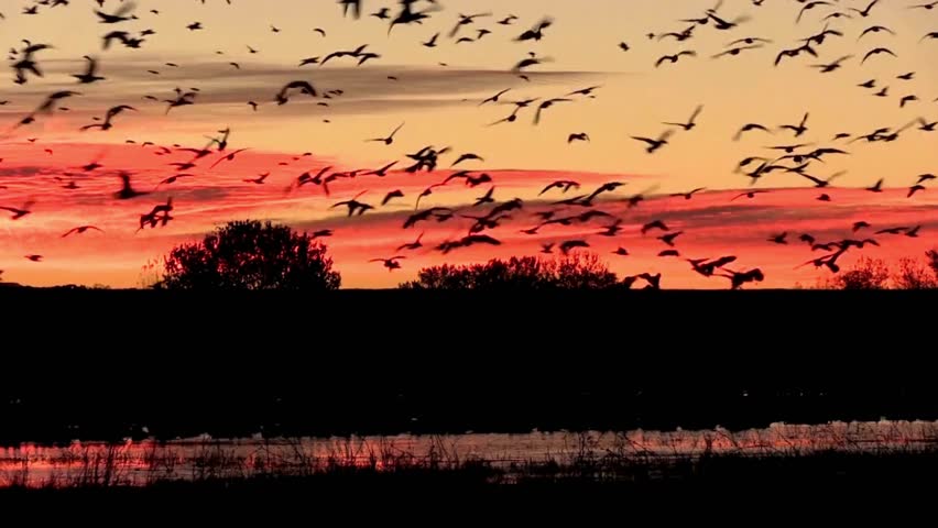 A large flock of birds takes flight over a tranquil lake, silhouetted against a vibrant sunset sky with hues of orange and red.