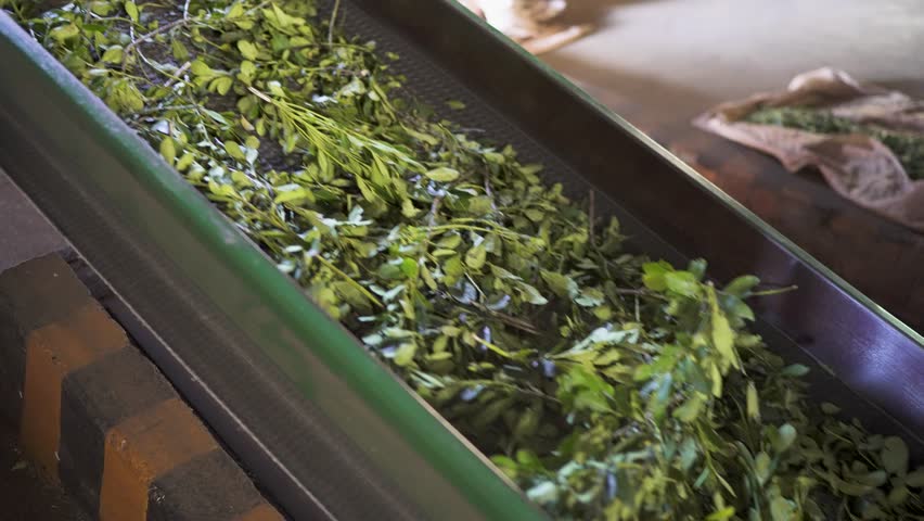 Fresh yerba mate leaves moving on conveyor belt during industrial processing, agriculture and sustainability