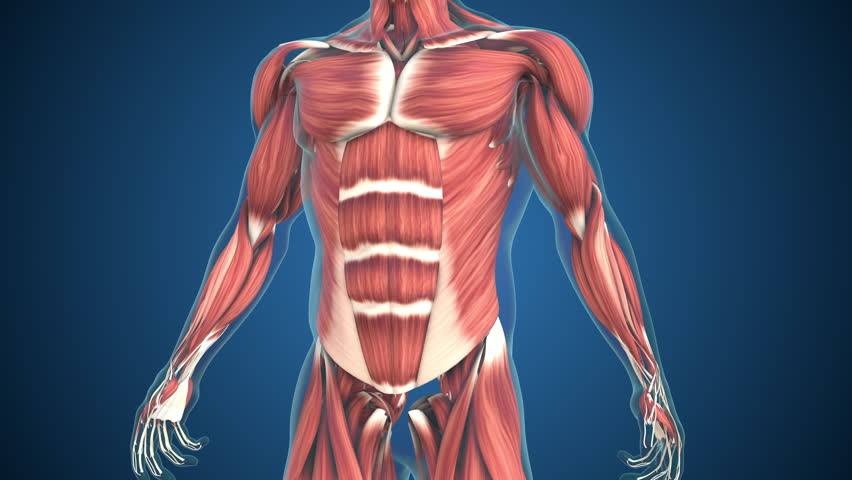 Healthcare Concept Animation of Human Body Muscles