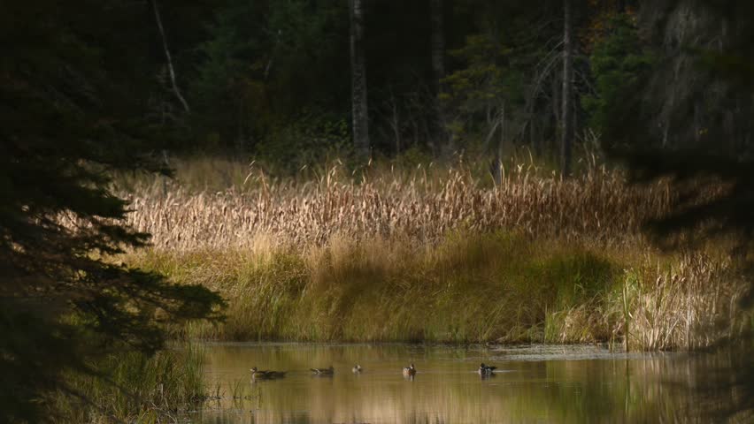 Wild Wood Ducks swimming in calm water in a small pond surrounded by autumn colored grass and reeds