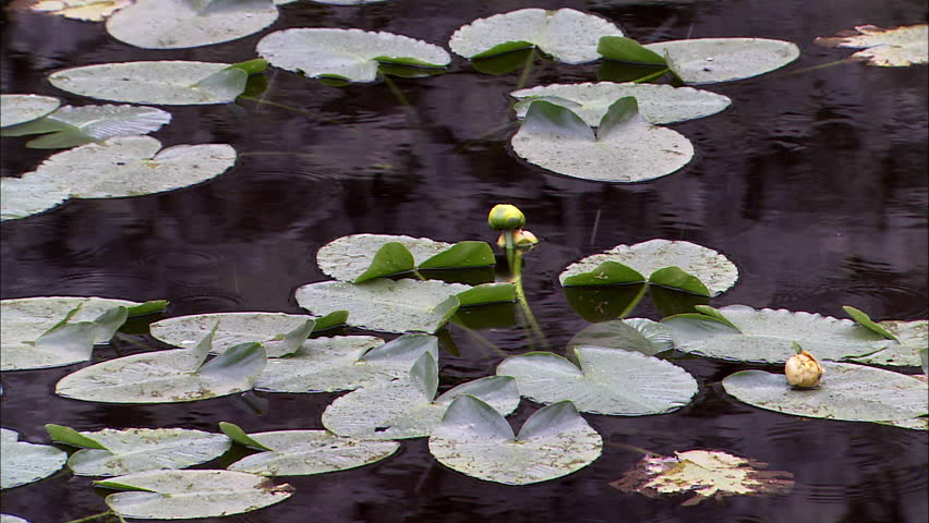 Zoom out to pond of lily pads