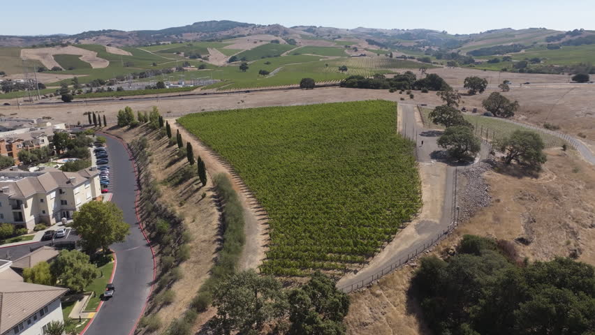 Grapevine Plantations And Rolling Hills In Napa Valley, California, United States. Aerial Drone Shot