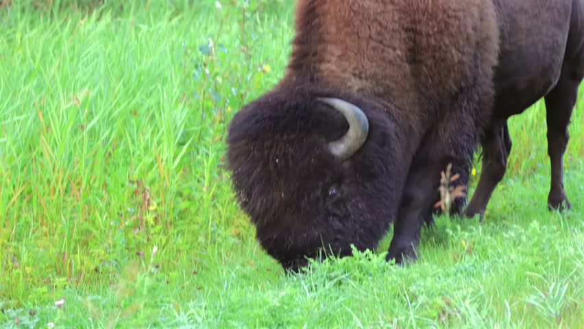 American bison grazing in green grass, Elk Island National Park, Canada