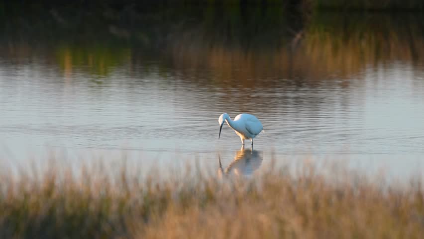 In the light of sunset, the elegant little egret (Egretta garzetta) searches for food in shallow water in a marsh or lake.