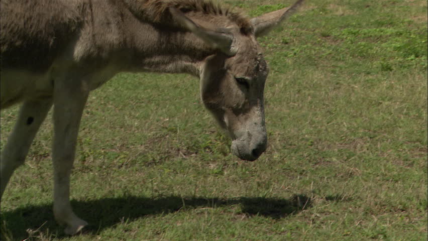 Donkey in field, Guiana
