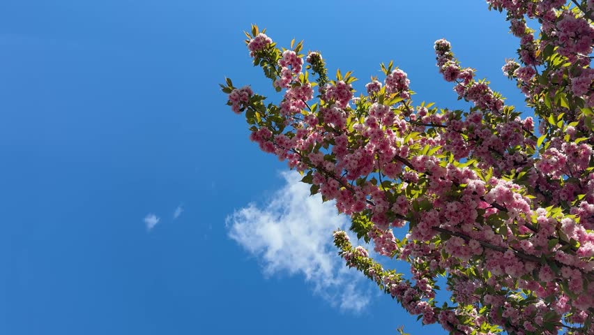 Sakura flowers in the sky.