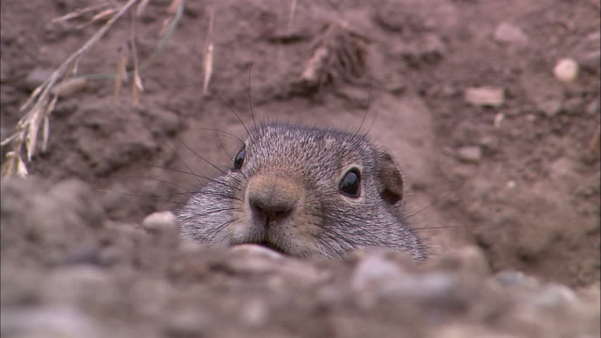 Still shot of pika looking out of hole in the ground