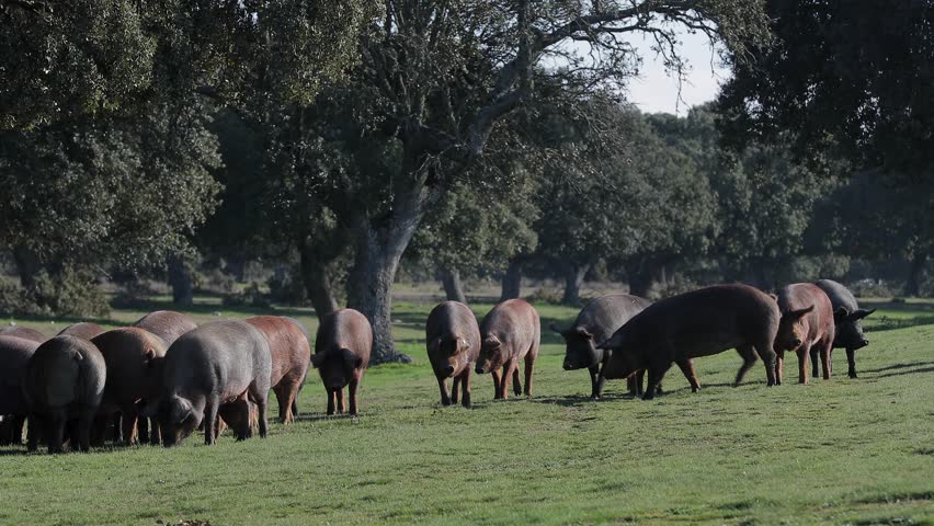 A flock of Iberian pigs moving around a pasture searching for acorns to eat