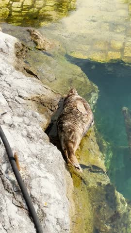 Seals in Magdalena Park in Santander, Spain, relaxing near the water in a naturalistic coastal environment.