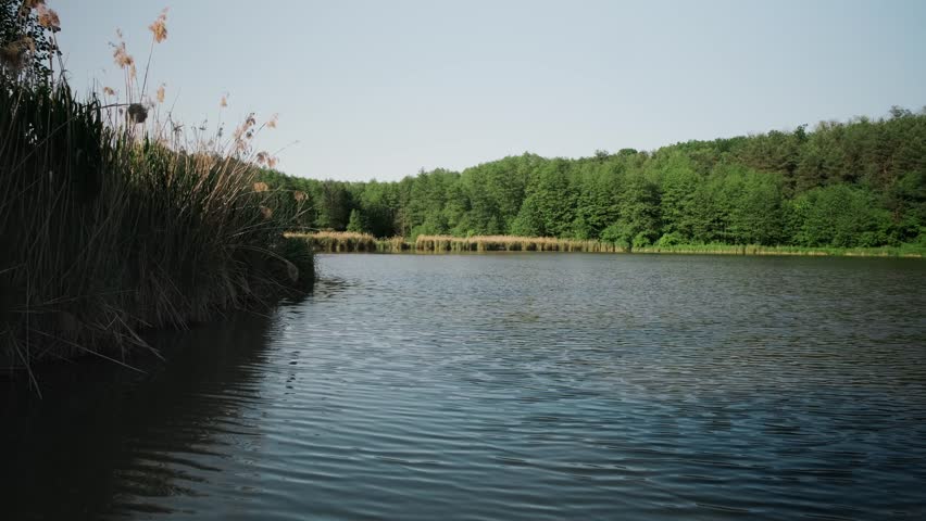 Handheld wide shot of a calm lake with reeds along the near shore and dense treeline across the water, subtle ripples and natural daylight, ideal for nature, environment and landscape projects.