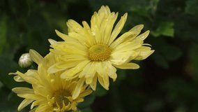Close-up captures two bright yellow chrysanthemums glistening with water droplets against a backdrop of blurred green foliage, showcasing the natural beauty of these flowers on a sunny day. - Powered by Shutterstock - Get 15% off with code: PIKWIZARD15