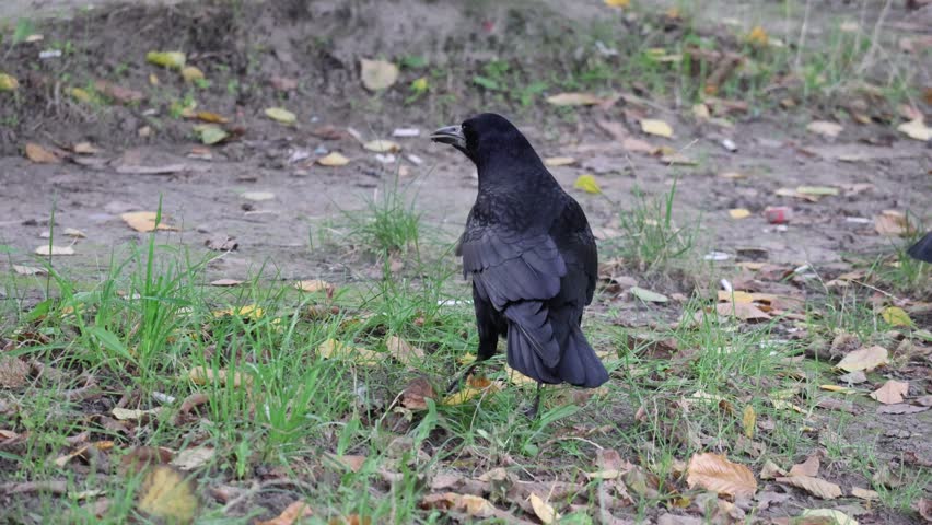 A magnificent crow standing on the ground in the park, observing surroundings with intelligent eyes, highlighting its sleek black feathers and captivating natural behavior, fall atmosphere