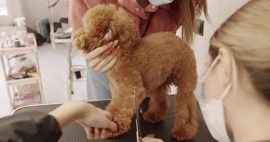 Groomer combs hair of small cute puppy poodle. Professional Pet groomer making cute Poodle dog haircut with scissors. Woman doing hairstyle pet hairdresser. grooming salon.