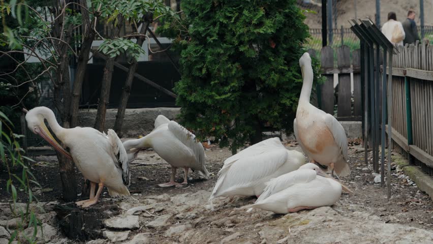 White pelicans preen their feathers near an evergreen tree in an enclosure at the zoo. Other pelicans rest on the ground near rocks. People visit the zoo in the background.