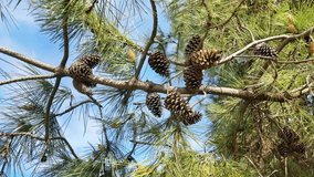 Brown pine cones hang from branches surrounded by green pine needles and clear sky. Beautiful conifer background for seasonal and botanical projects. - Powered by Shutterstock - Get 15% off with code: PIKWIZARD15