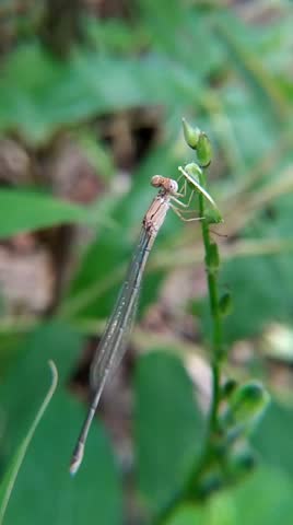 Beautiful damselfy on the flower. Dragonfly
