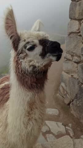 Funny alpaka lama  on Machu Picchu , Peru