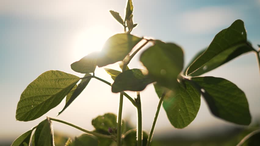Cultivated soybean with sunlit leaves. Healthy soybean plant in vibrant field. soybean plant thriving in cultivated field. field showcasing sustainable farm. Sunlit soybean leaves agricultural field.