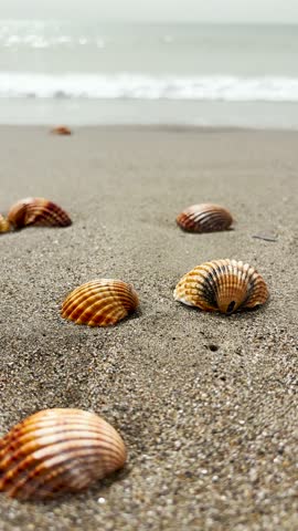 Waves gently roll onto shells scattered along the sandy seashore, creating a peaceful coastal scene.