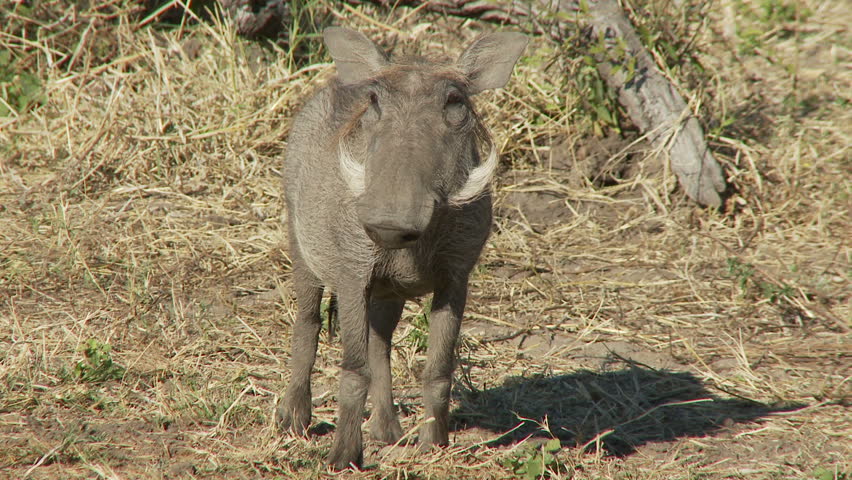 A young warthog looks ahead before continuing to feed before moving off
