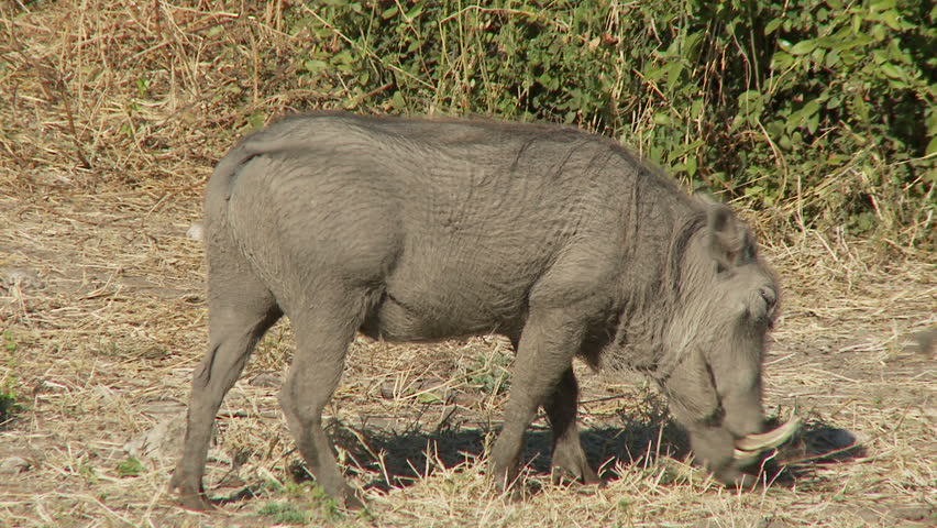 Two warthogs feed side by side