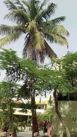 A beautiful Delonix regia tree with its distinctive seed pods hanging down creating a striking contrast against the green foliage