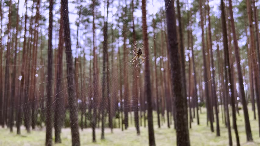 Macro footage of a European garden spider (Araneus diadematus) sitting on its web in a pine forest in northern Poland. The camera slowly focuses on the spider as it moves one of its legs.