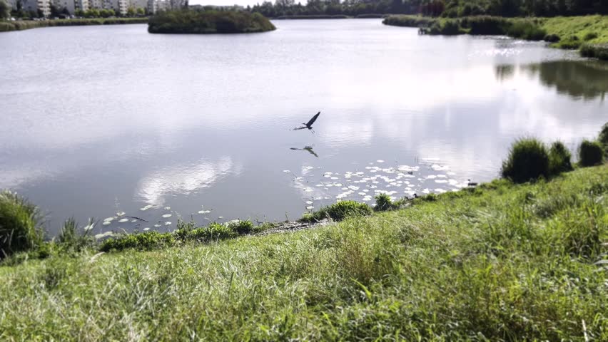 A grey heron takes off and gracefully lands in shallow water at a park lake in Gdańsk, Poland. The footage captures the bird’s flight over calm water surrounded by green vegetation and nearby blocks.