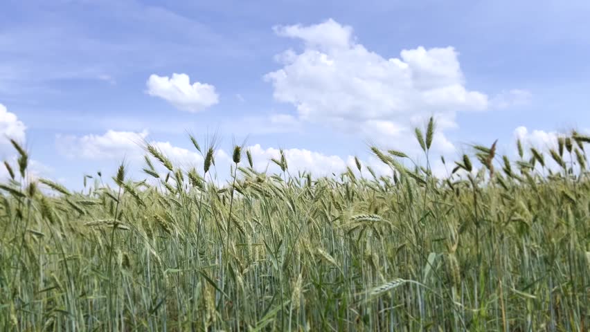 Grain crops against a cloudy summer sky in Poland. The footage shows tall green and golden cereal plants moving gently in the wind, with soft light and scattered clouds above the wide farmland.