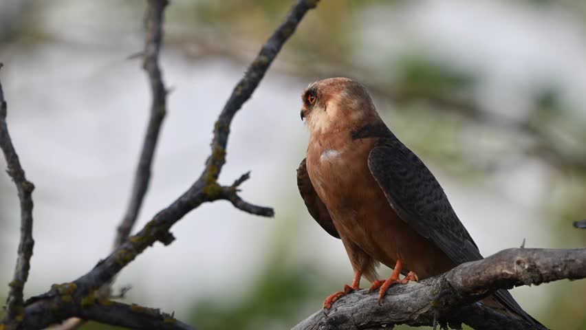 Red footed hawk Falco vespertinus in natural environment. Close up. Slow motion.