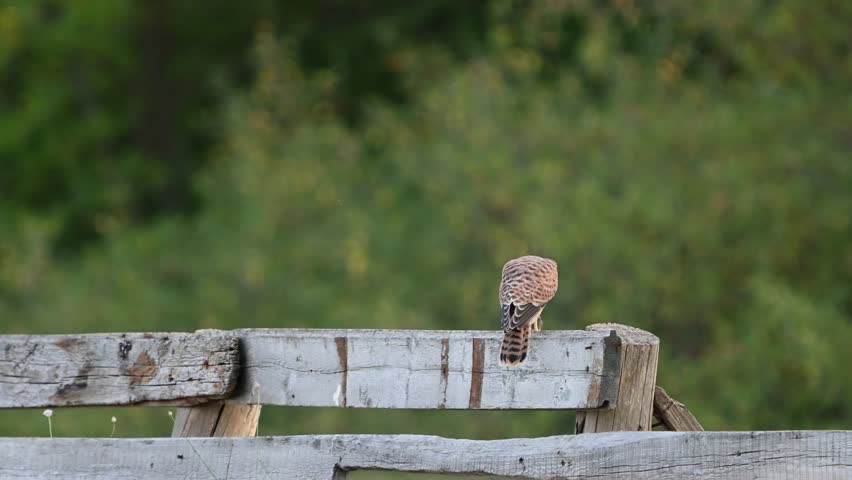 Common Kestrel Falco tinnunculus Juvenile. Feeding in its natural habitat. Slow Motion.
