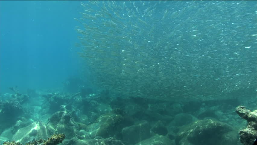 A giant swarm of tiny fish moves together as one