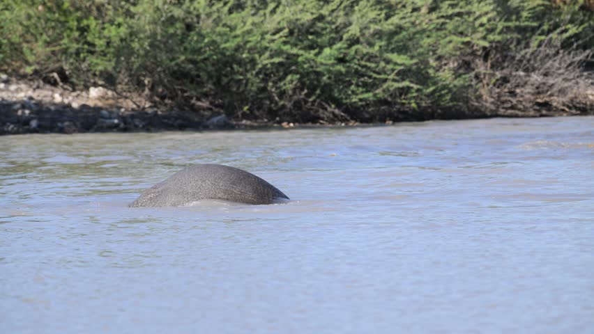 African elephant bathing in a pool of water,  slow motion,  African bush elephant, Loxodonta africana , elephant, pachyderm, water, bath, Etosha National Park, Namibia