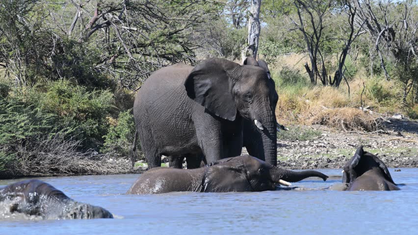 African elephant bathing in a pool of water,  slow motion,  African bush elephant, Loxodonta africana , elephant, pachyderm, water, bath, Etosha National Park, Namibia