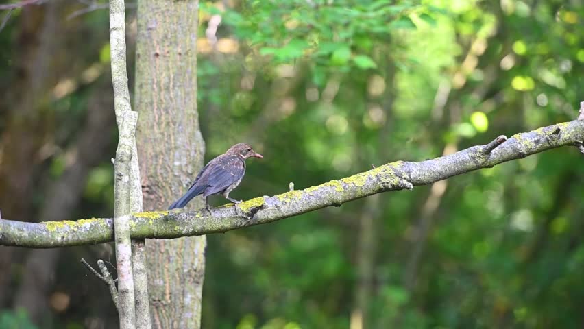 In a wooded area, perched on a mossy branch, a young or female Blackbird (Turdus merula) with spotted breast. Soft bokeh background.