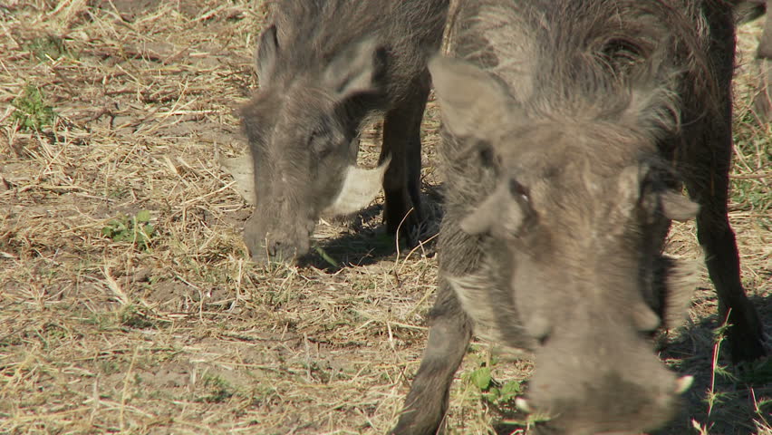 Close up of two warthogs feeding and then zoom out to reveal a small group of
